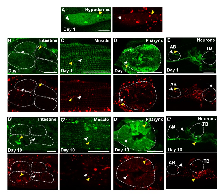 Figure 2—figure supplement 2.