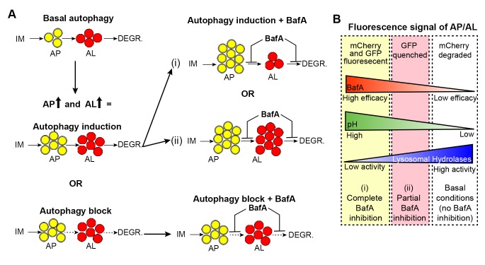 Figure 3—figure supplement 2.