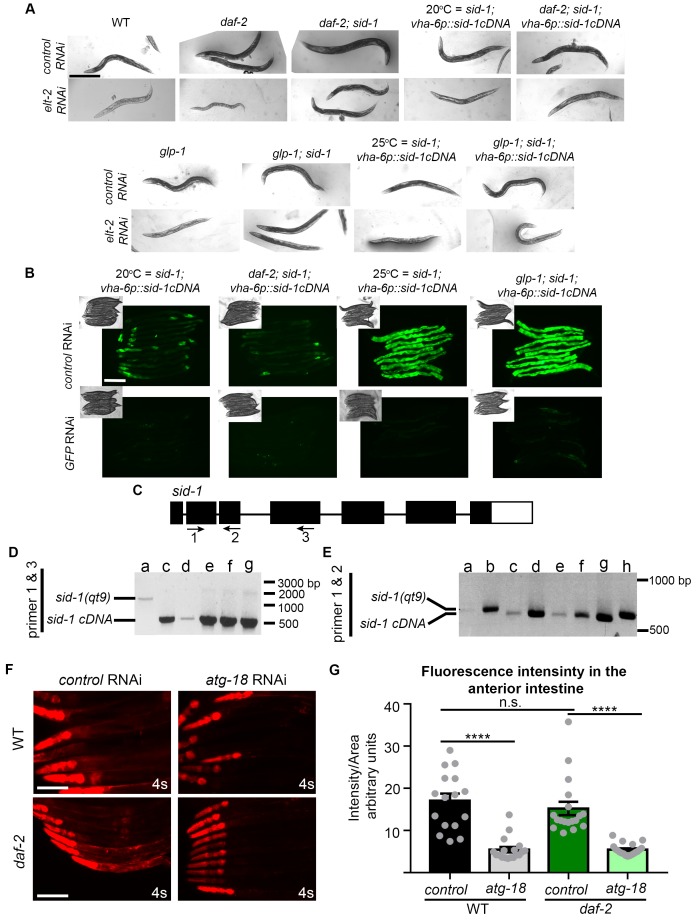 Figure 6—figure supplement 1.