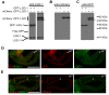 Figure 2—figure supplement 1.