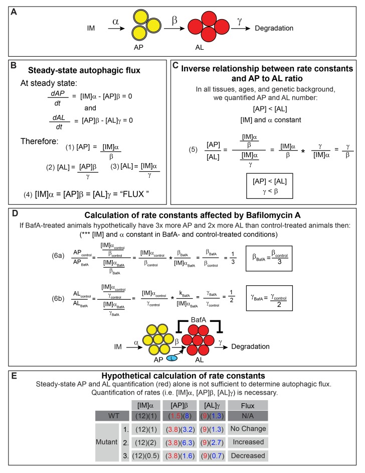 Figure 2—figure supplement 3.