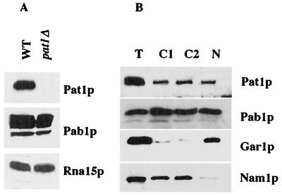 FIG. 1