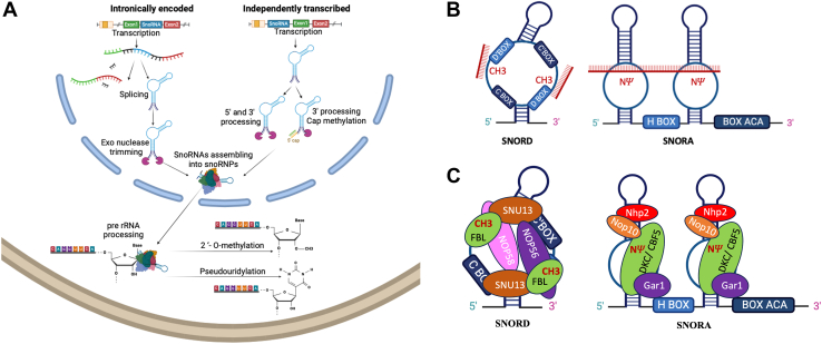 Small Nucleolar RNAs and the Brain: Growing Evidence Supporting Their ...