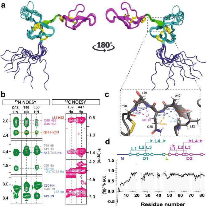 A bivalent remipede toxin promotes calcium release via ryanodine ...