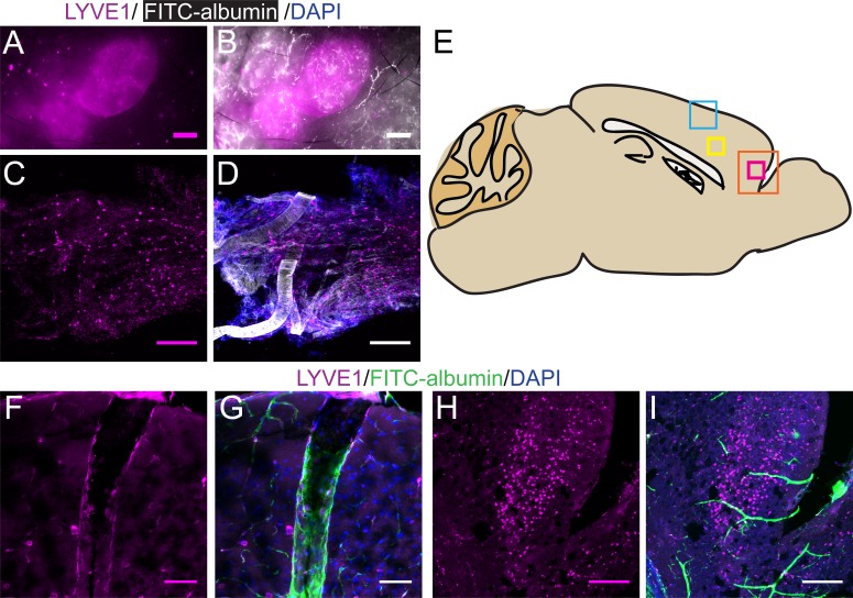 Figure 3—figure supplement 1.