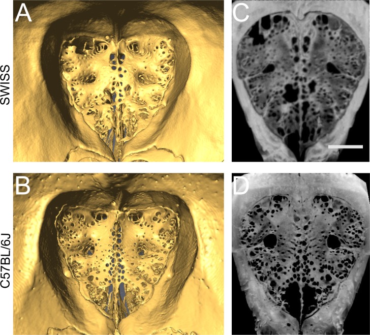 Figure 1—figure supplement 1.