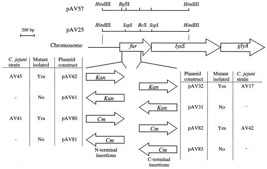 FIG. 1