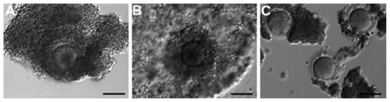 Fig. 3.2