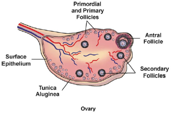 Fig. 3.1