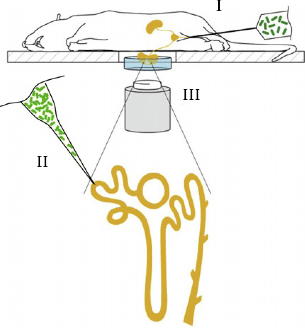 Figure 3.2