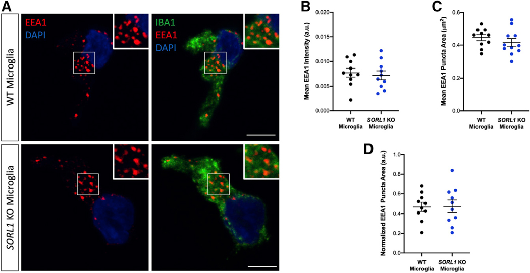 Figure 2. Depletion of SORL1 Does Not Lead to Enlarged Early Endosomes in hiPSC Microglial-like Cells