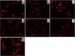 Fig. 10.