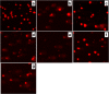 Fig. 12