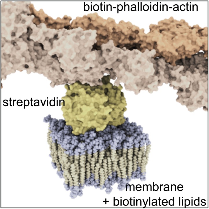 Figure 1—figure supplement 3.