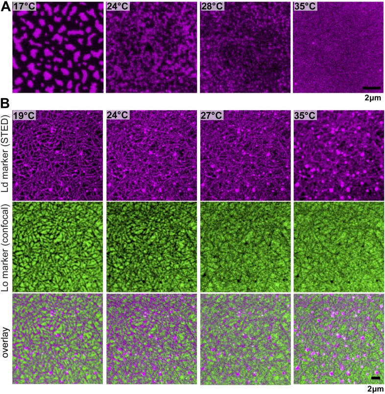 Figure 1—figure supplement 1.