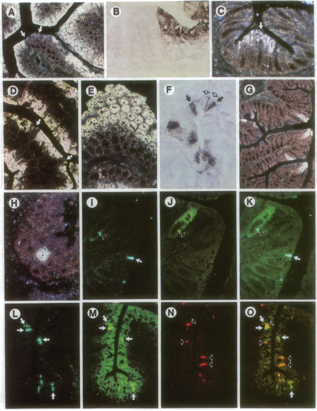 graphic file with name pnas01053-0363-a.jpg