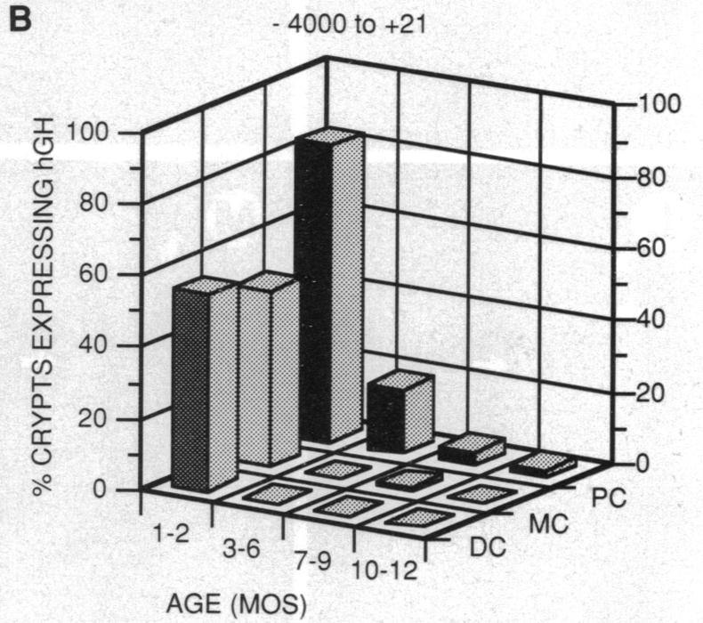 graphic file with name pnas01053-0362-b.jpg