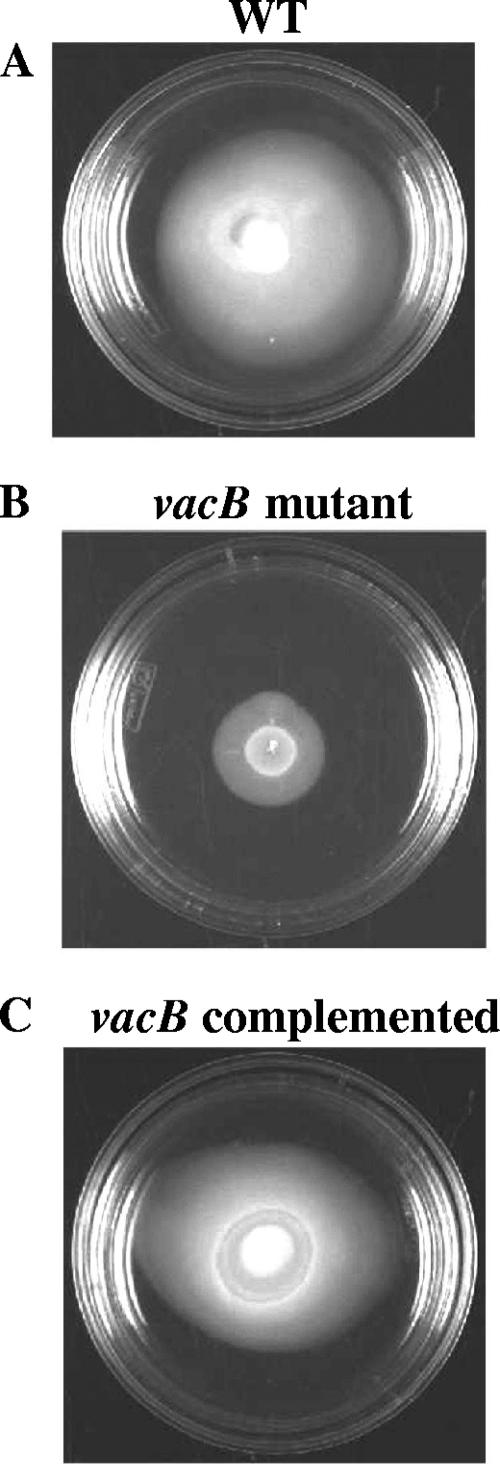 FIG. 2.