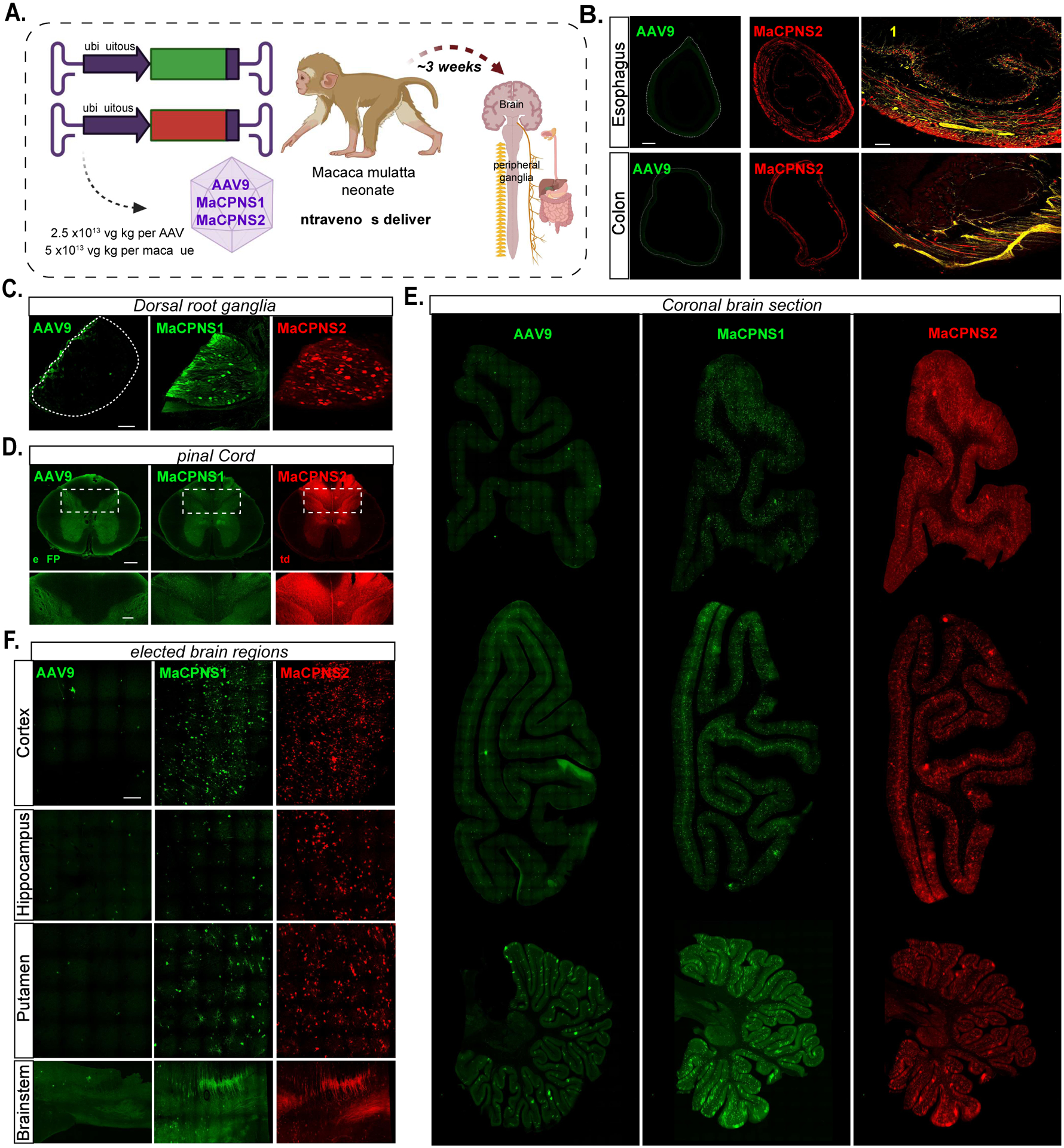 Figure 6: