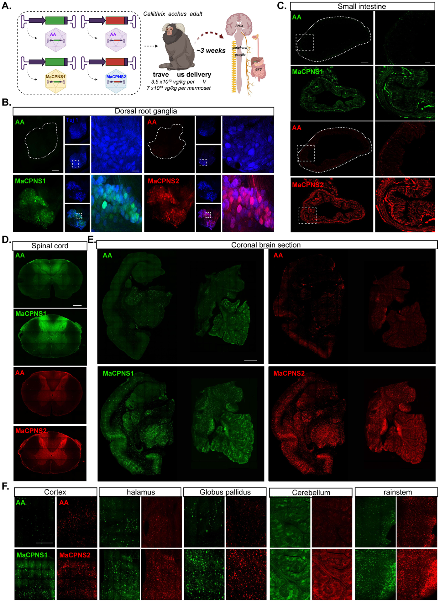 Figure 5: