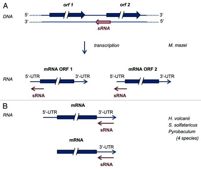 graphic file with name rna-11-484-g1.jpg