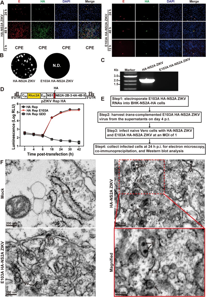 FIG 2