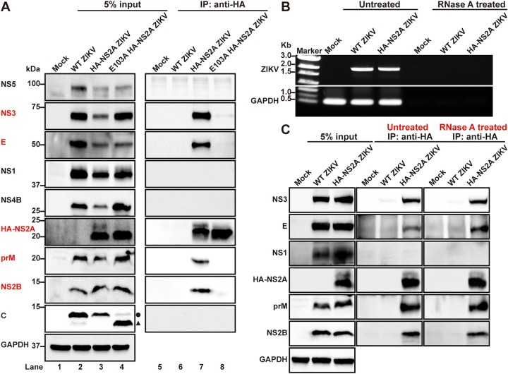 FIG 3