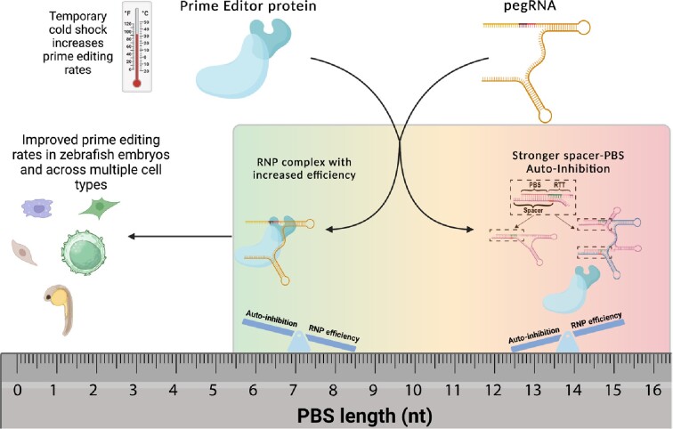 Graphical Abstract