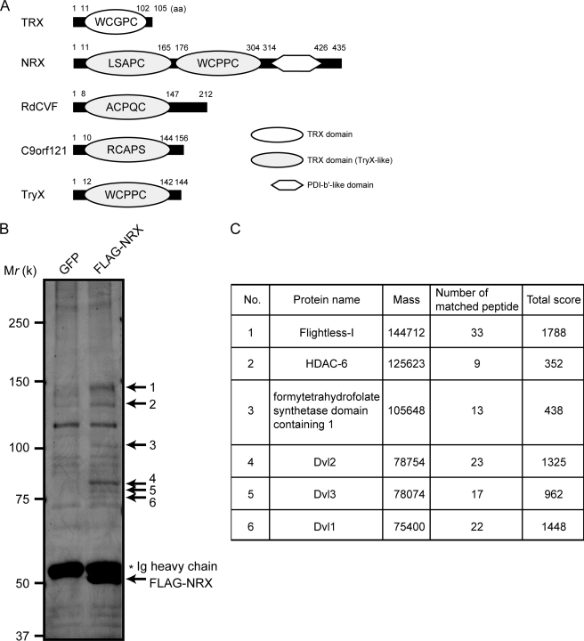 FIGURE 1.