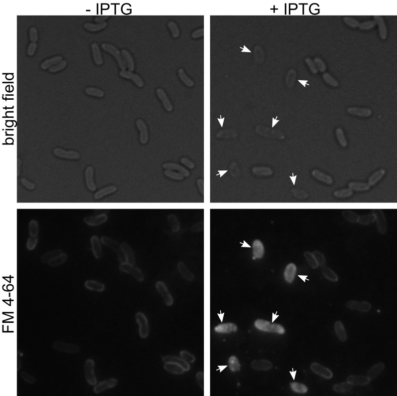 Fig. 6.