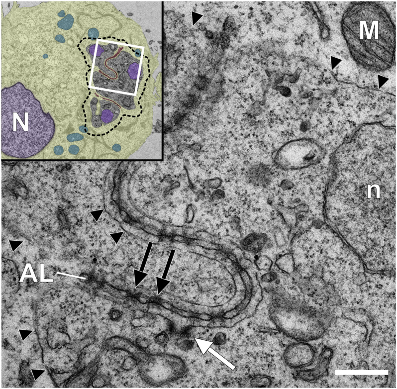 FIGURE 2