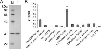 FIG. 2.