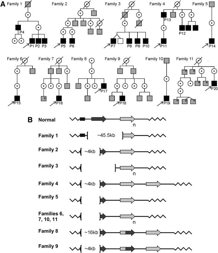 FIG. 1.