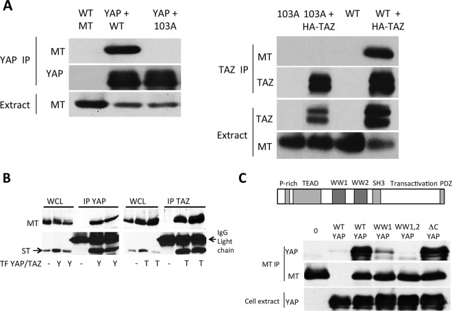 FIG 1