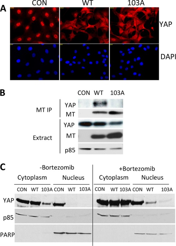 FIG 6