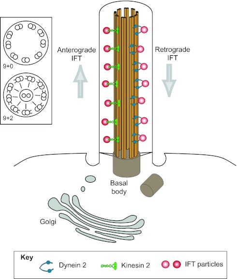 Fig. 1.