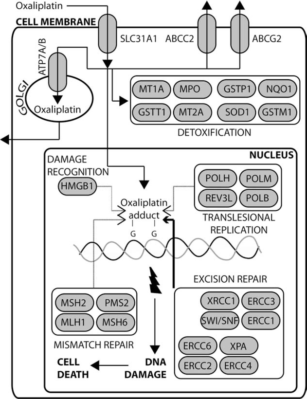 Fig. (1).