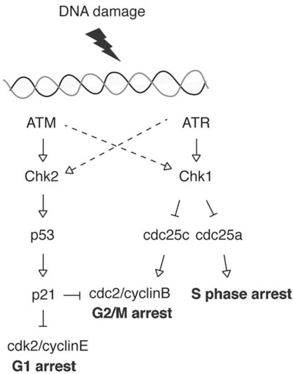 Fig. (2).