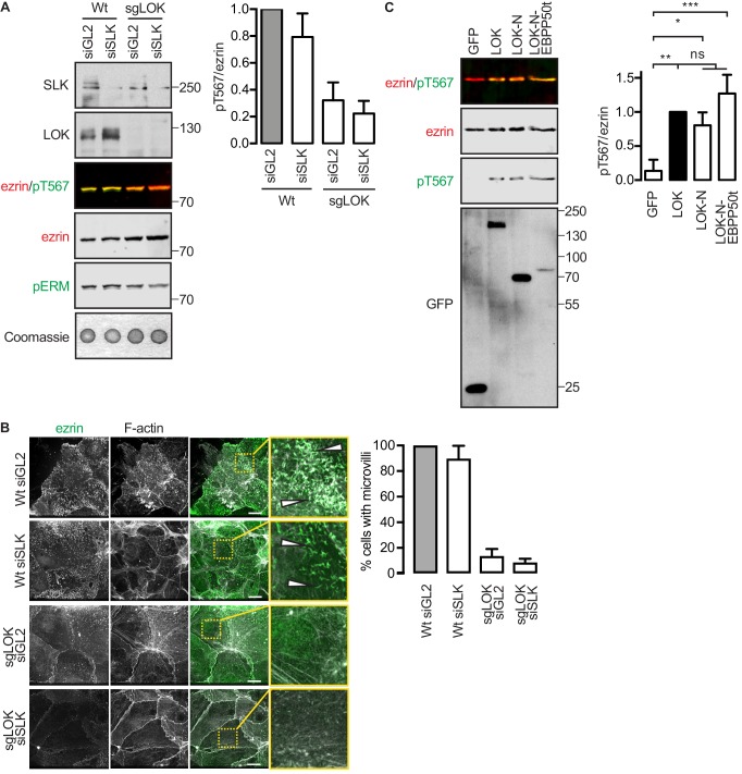 Figure 4—figure supplement 1.