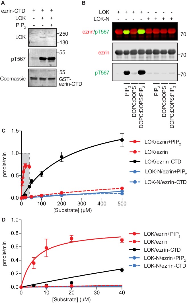 Figure 1—figure supplement 1.