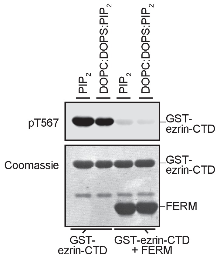 Figure 2—figure supplement 1.