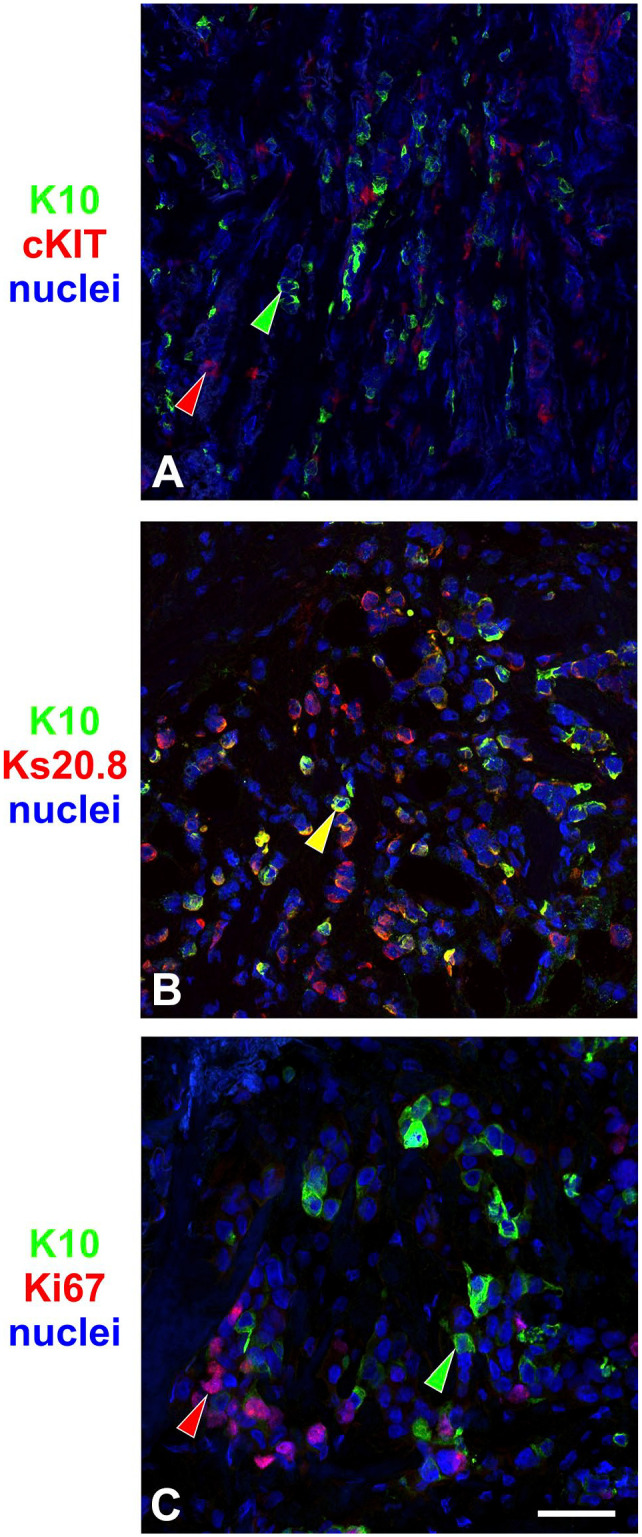 Figure 5.