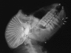 F<sc>igure</sc> 1.—
