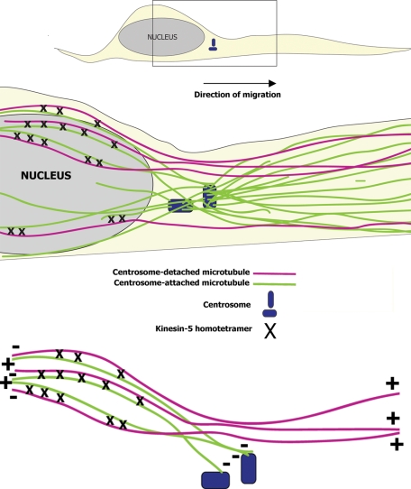 FIGURE 9: