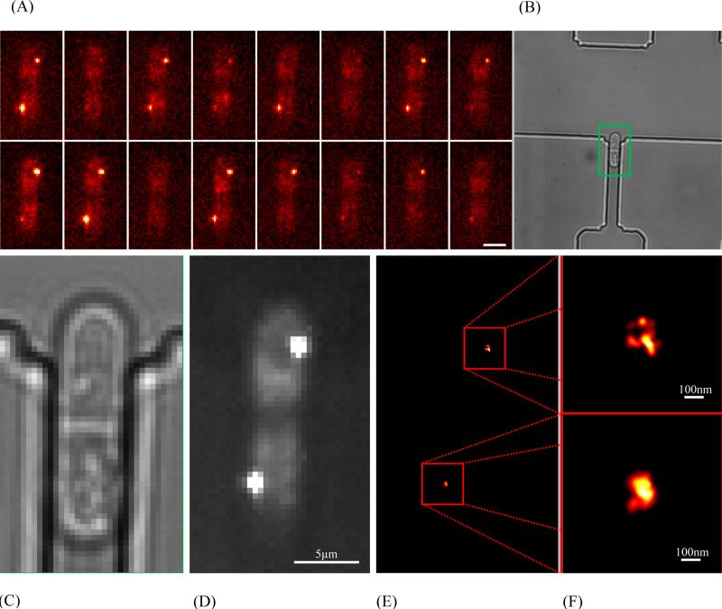 Fig. 7