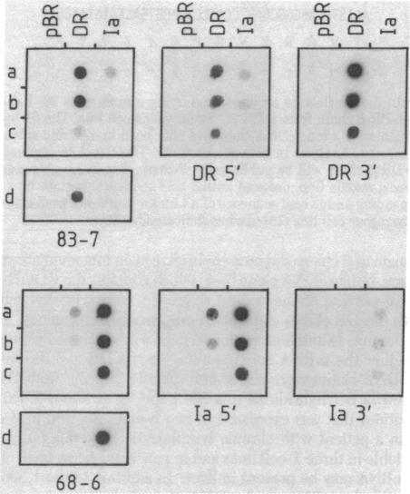 graphic file with name pnas00462-0394-a.jpg