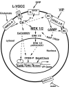 Figure 11.