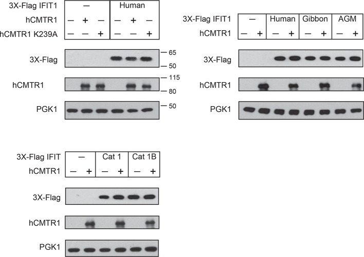 Figure 5—figure supplement 1.