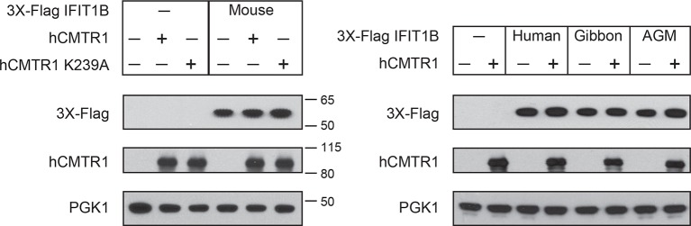 Figure 4—figure supplement 1.