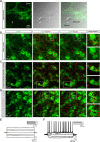 Figure 1—figure supplement 1.